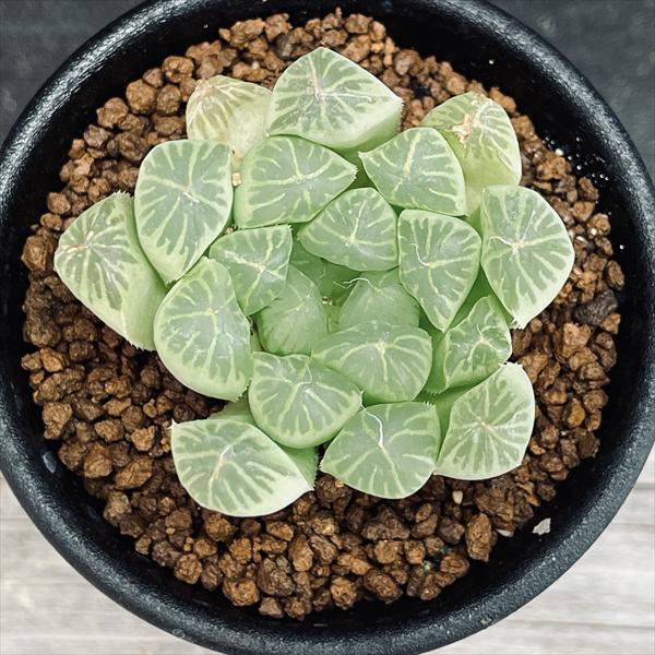 多肉植物：ハオルチア オブツーサ アルテミス*幅4.5cm | サボテン