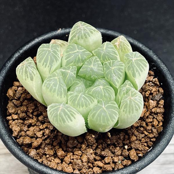 多肉植物：ハオルチア オブツーサ アルテミス*幅4.5cm | サボテン