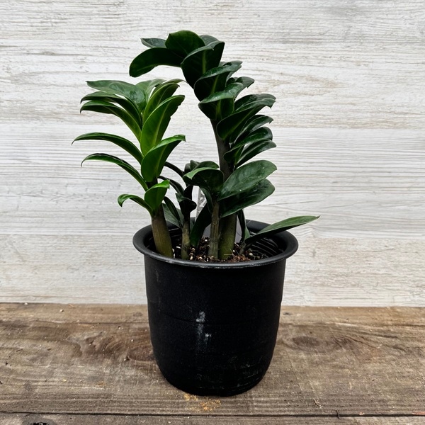 ���տ�ʪ�������������ߥ����륫��  ���󥸡�*�ץ�ݥå� �ɥ�� Zamioculcas zenzi