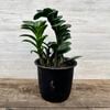 ���տ�ʪ�������������ߥ����륫��  ���󥸡�*�ץ�ݥå� �ɥ�� Zamioculcas zenzi