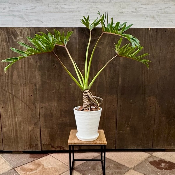 ���տ�ʪ ���å��Х顧�ե����ǥ�ɥ��� ���㥤����� ���ʥɥ�*6�楻�饢����ȭ ������ �С������å׾���