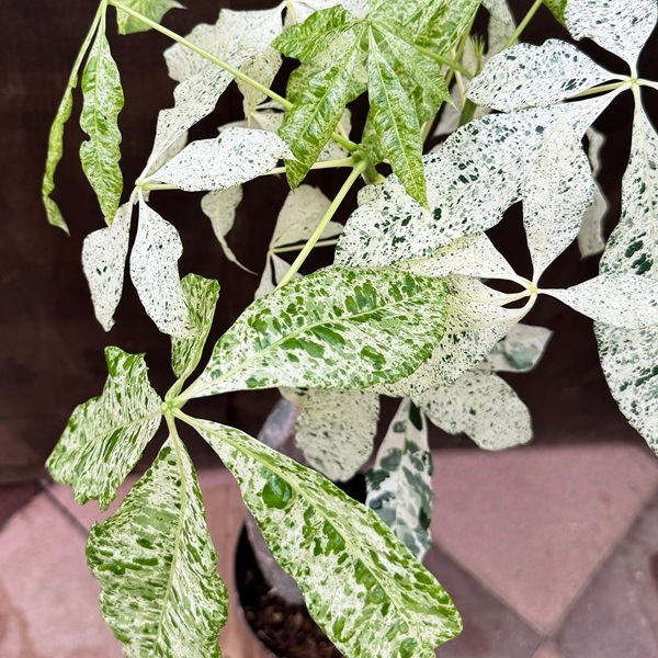 観葉植物：パキラ ミルキーウェイ*斑入り 5号プラポット | 観葉植物