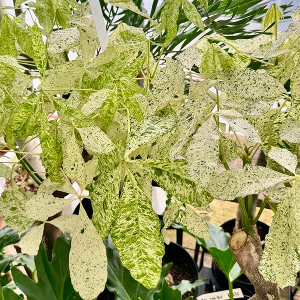 観葉植物：パキラ ミルキーウェイ*斑入り 5号プラポット | 観葉植物