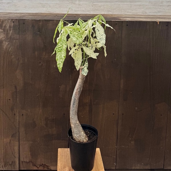 観葉植物：パキラ ミルキーウェイ*斑入り 5号プラポット | 観葉