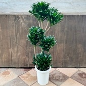 ���տ�ʪ���ɥ饻�� ����ѥ���*8��ץ�ݥå� �緿��ޥ�������