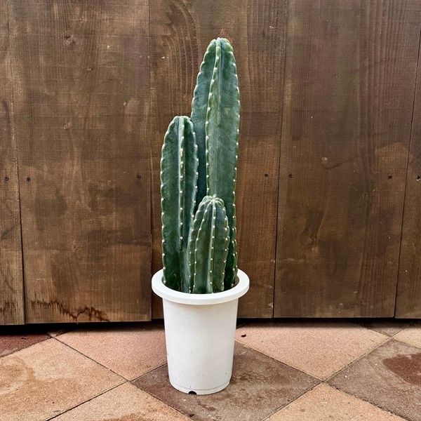 観葉植物：柱サボテン*7号プラポット | 観葉植物,フロアサイズ | 遊恵