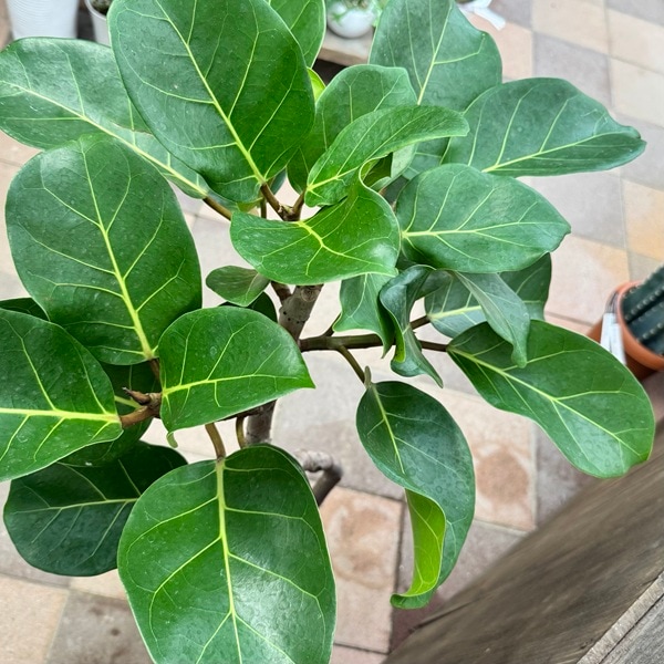 山*夫様 フィカス　アフリカンプリンス　観葉植物　8号　約140センチ 観葉植物 フィカス アフリカンプリンス 【観葉植物 8号／1個売り