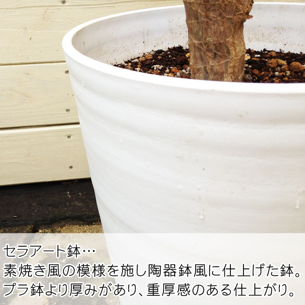 観葉植物：フィカス アフリカンプリンス*8号セラアート鉢 受皿付