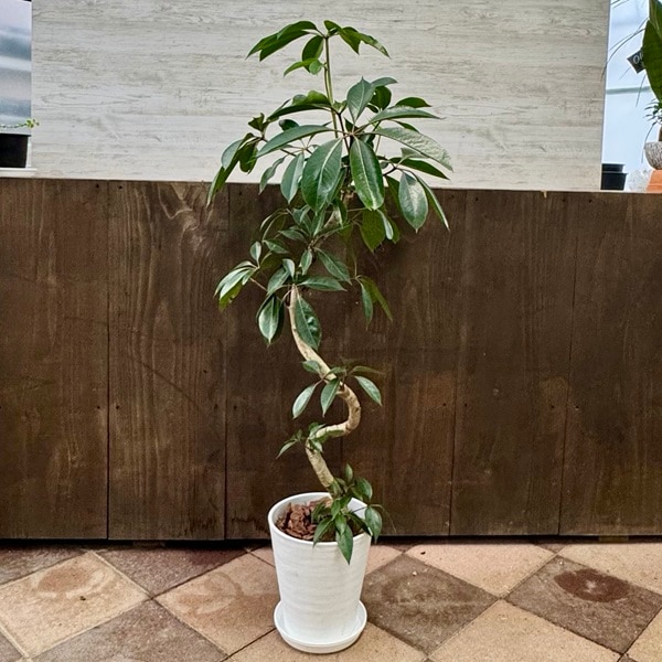 ���տ�ʪ���ĥԥ��󥵥�*8�楻�饢����ȭ ������ �С������å׾��� �緿��ޥ���