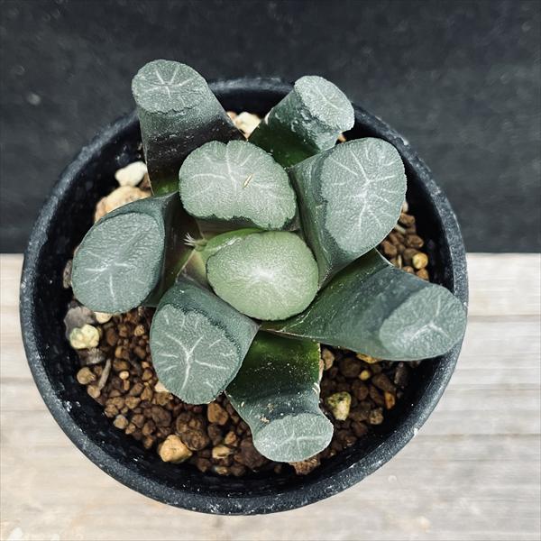 多肉植物 ハオルチア 紫稻妻万象錦 【新作，2025】