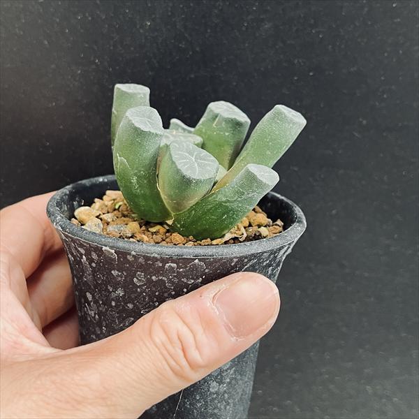 多肉植物：ハオルチア 万象 Y17 3×1*幅5.5cm | サボテン＆多肉植物