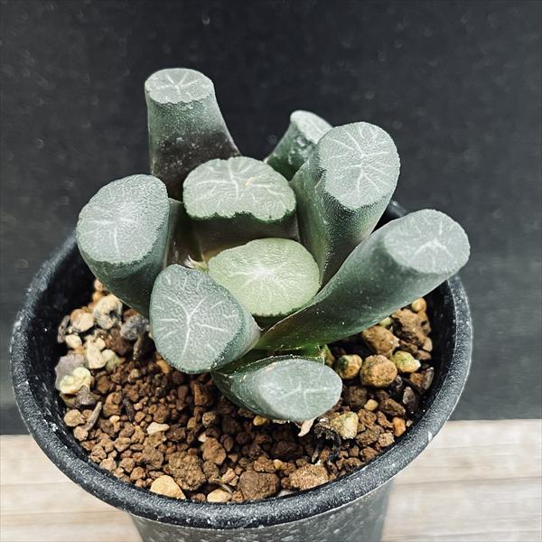 多肉植物：ハオルチア 万象 Y17 3×1*幅5.5cm | サボテン＆多肉