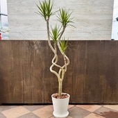 ���տ�ʪ���ɥ饻�� ���󥷥�� ζ*8�楻�饢����ȭ ������ �С������å� �緿�������