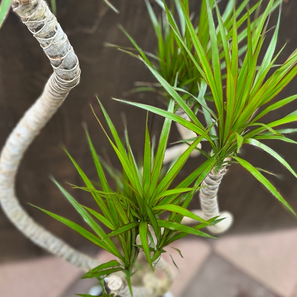 観葉植物：ドラセナ コンシンネ 龍*8号セラアート鉢 受皿付 バーク