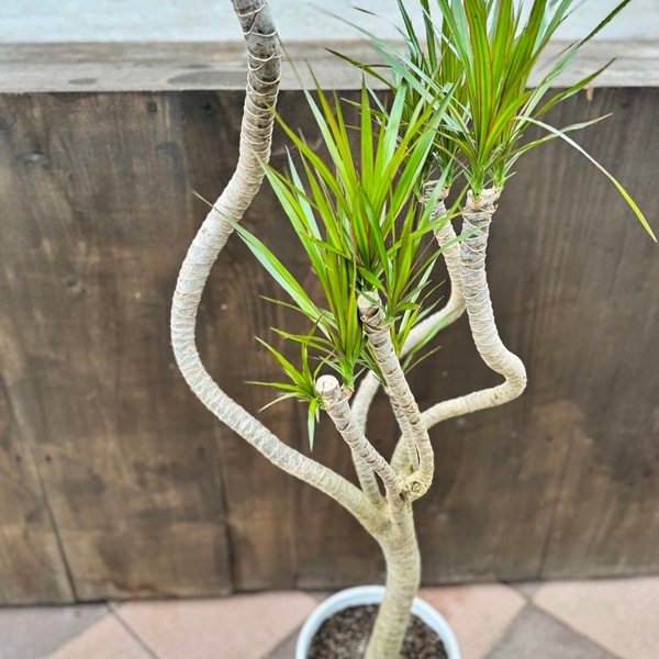観葉植物：ドラセナ コンシンネ 龍*8号セラアート鉢 受皿付 バーク