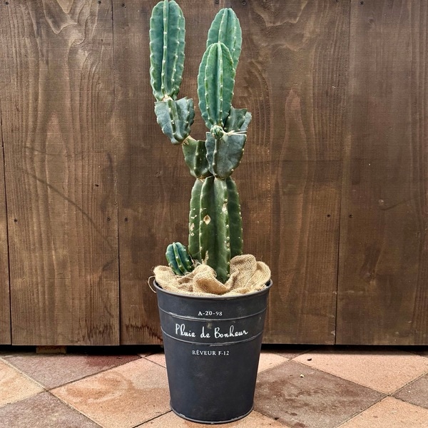 観葉植物：柱サボテン ブランチ*鉢カバー 麻布付 現品をお届け | 観葉