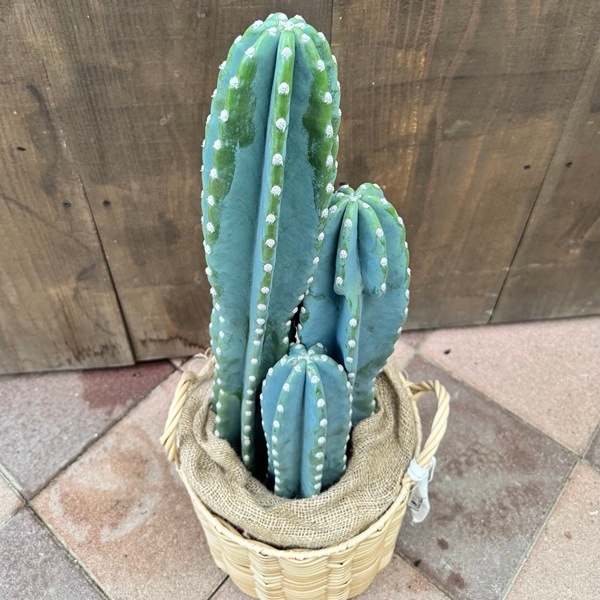 観葉植物：柱サボテン*バスケット鉢カバー 麻布付 | 観葉植物,フロア