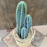 サボテン♡バスケット 観葉植物：柱サボテン*バスケット鉢カバー 麻布付 | 観葉植物,フロア