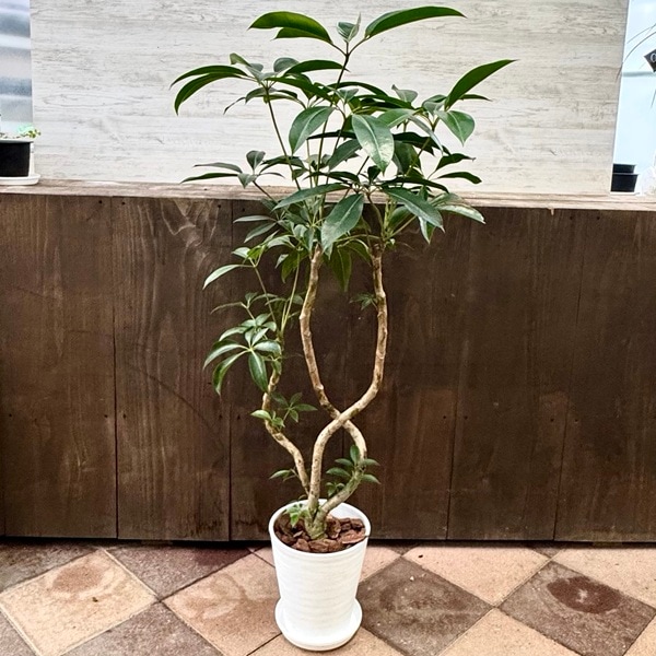【観葉植物】曲げツピタンサス 受皿付 観葉植物：ツピタンサス*8号セラアート鉢植え 受皿付 バークチップ飾り