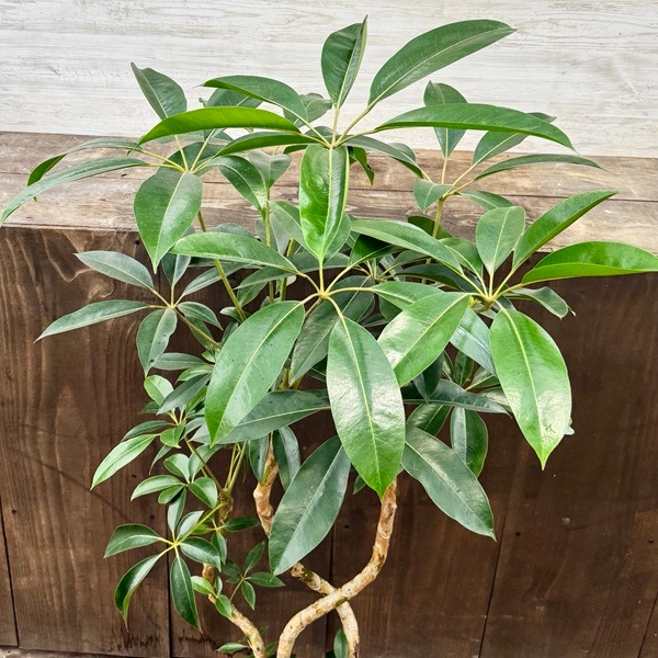 観葉植物 ツピタンサス 観葉植物：ツピタンサス*8号セラアート鉢植え 受皿付 バークチップ飾り