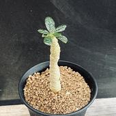 �����ǥå������ɥ륹�ƥ˥��������� *����3���