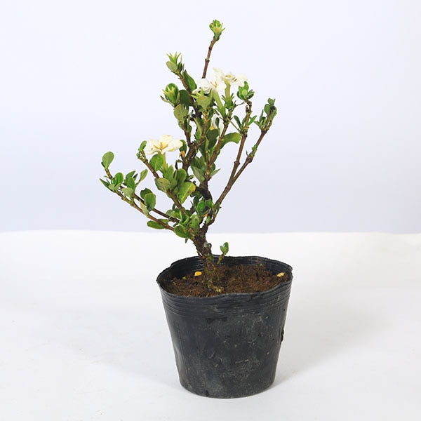 盆栽 特選：実成梔子(くちなし) 現品*クチナシ Rubiaceae Gardenia