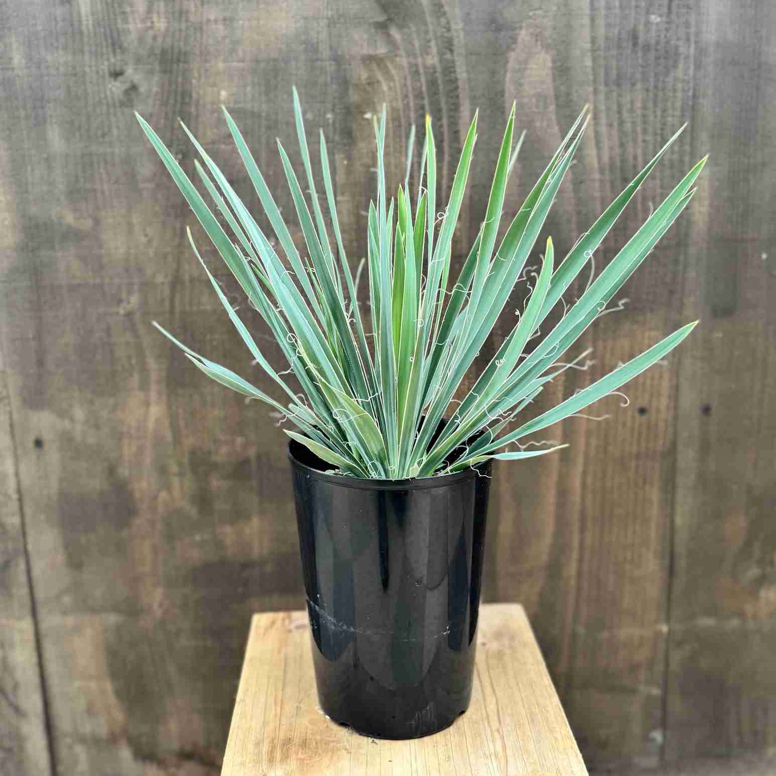 ������� ���տ�ʪ �ġ���å� �ե���ե���*5�� Yucca filifera