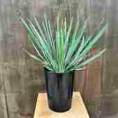  տʪ ġå եե*5 Yucca filifera