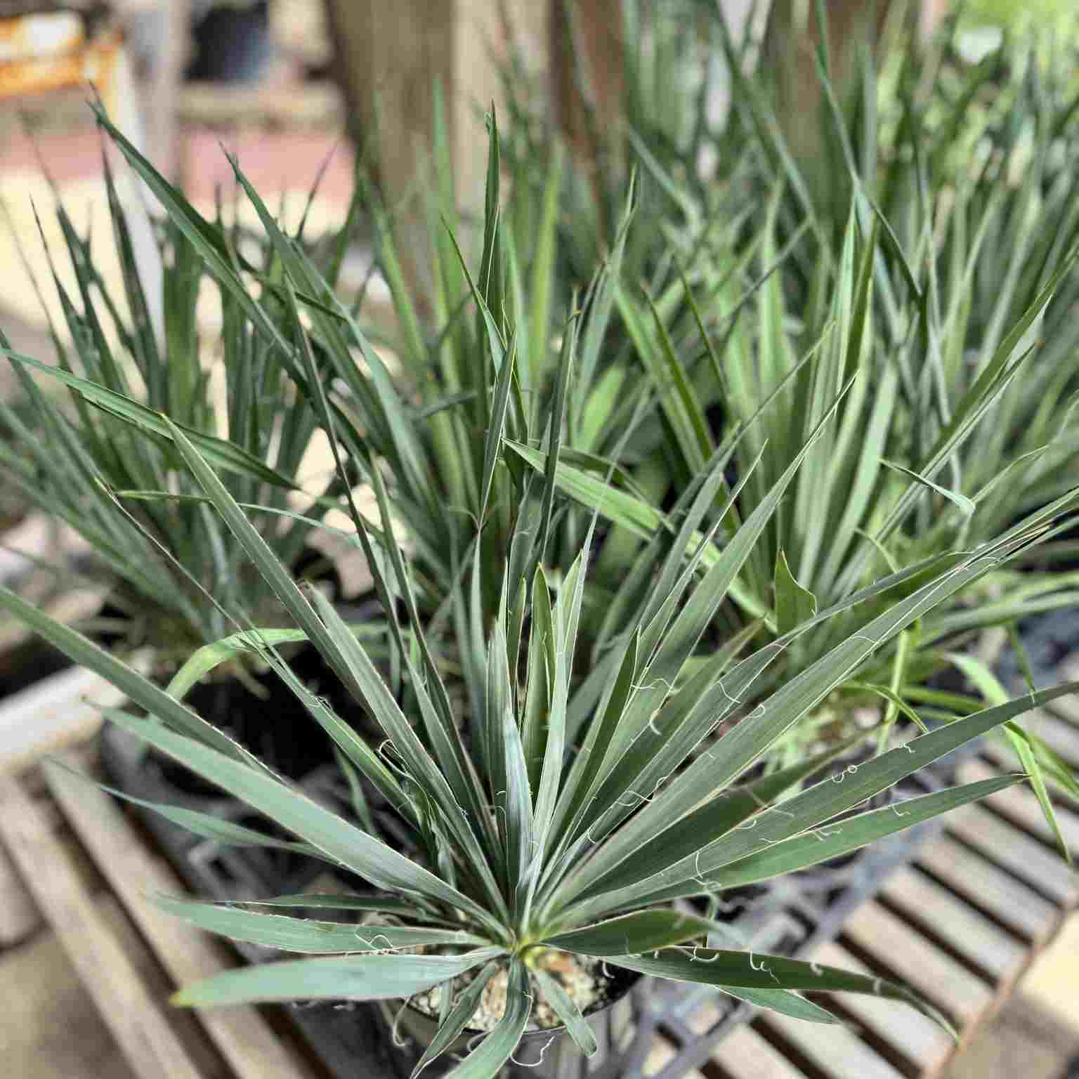 おしゃれ 観葉植物 苗：ユッカ フィリフィラ*5号 Yucca filifera