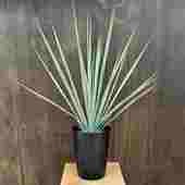  տʪ ġå ꥮ*5 Yucca rigida
