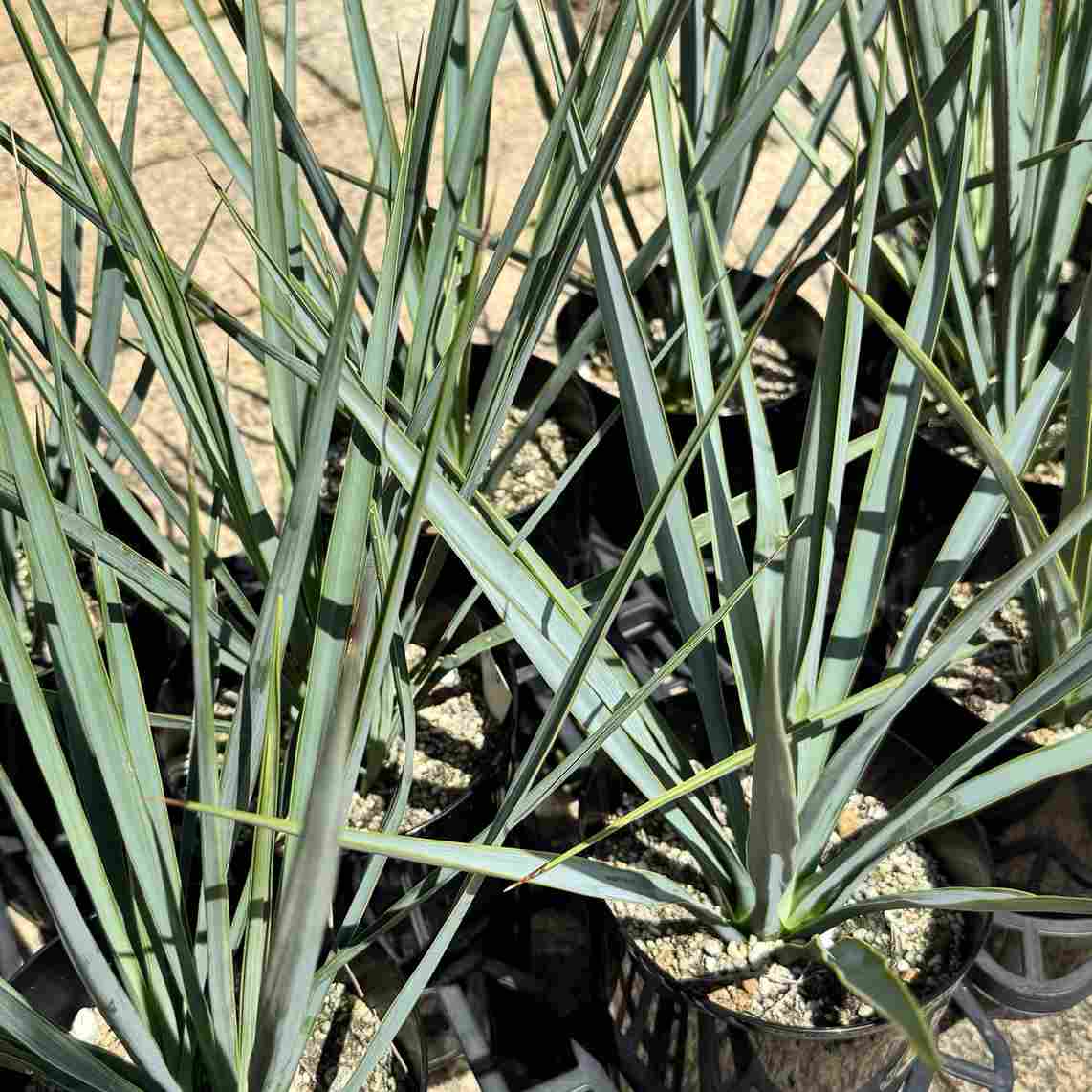 ユッカ　リギダ　【24-493】 おしゃれ 観葉植物 苗：ユッカ リギダ*5号 Yucca rigida | 観葉