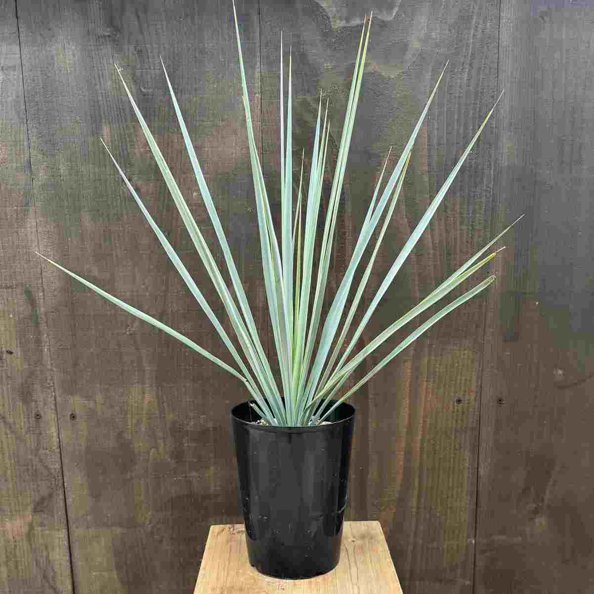 おしゃれ 観葉植物 苗：ユッカ リギダ*5号 Yucca rigida | 観葉