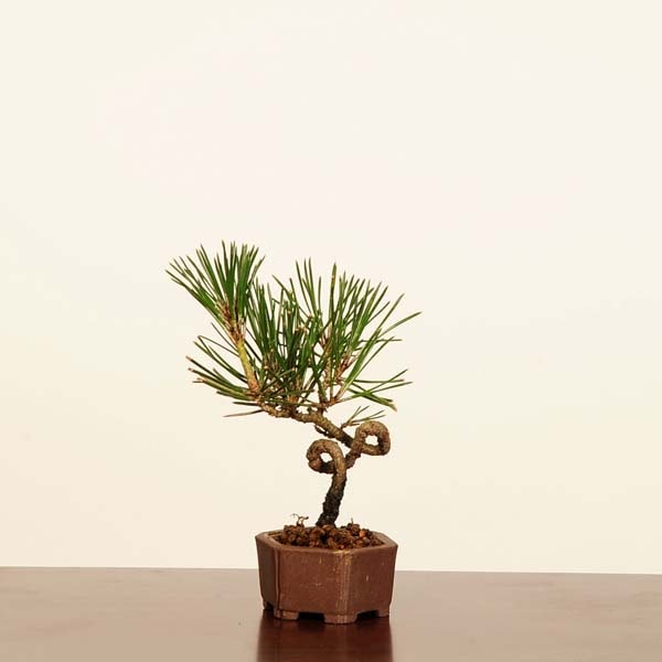 盆栽：三河黒松*現品 一点物 くろまつ クロマツ Kuromatsu bonsai ミニ
