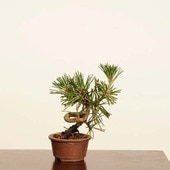 ߺϡϹ* ʪޤġޥġKuromatsu bonsai ߥߺ