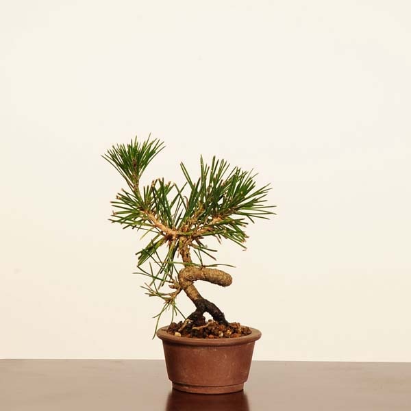 三河盆栽　黒松　盆栽　小品 盆栽 特選：三河黒松* 現品 くろまつ クロマツ Kuromatsu bonsai 小品