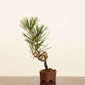 ߺϡϹ* ʪ ޤġޥġKuromatsu bonsai ߥߺ