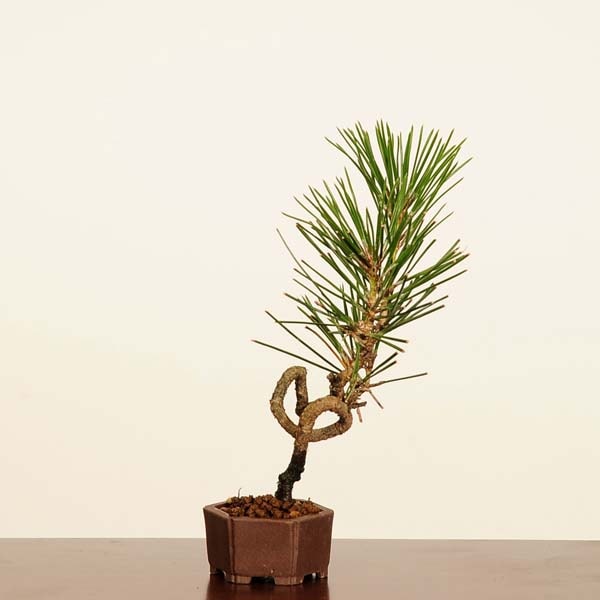盆栽：三河黒松*現品 一点物 くろまつ クロマツ Kuromatsu bonsai ミニ