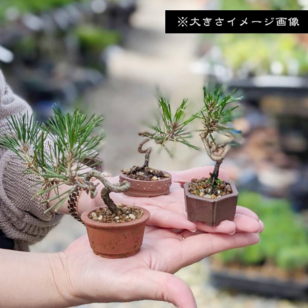 ミニ盆栽 小品盆栽 黒松-3 盆栽：三河黒松*現品 一点物 くろまつ クロマツ Kuromatsu bonsai ミニ