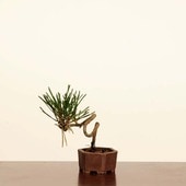 ߺϡϹ* ޤġޥġKuromatsu bonsai ߥߺ