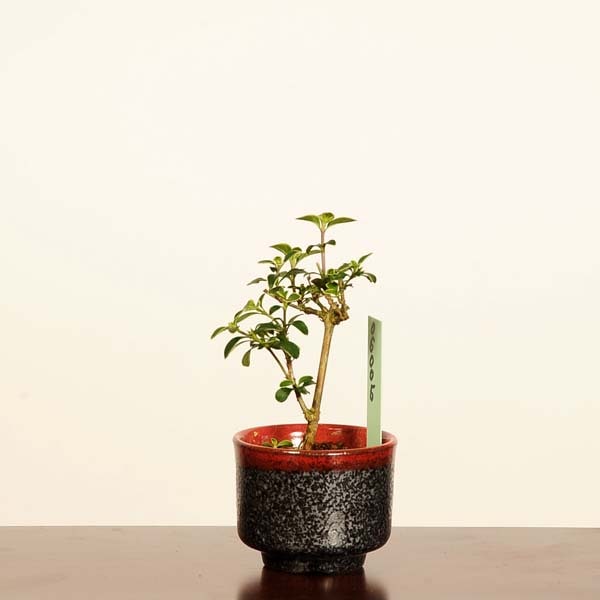 ߺϡ(祦ܥ)* ʪ 礦ܤKoucyoboku ߥߺ