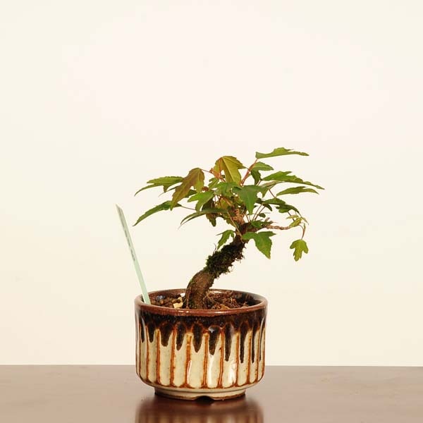 �ߺϡ�����*����  ����ʪ  �����ǡ������ǡ�Kaede bonsai   Acer �ߥ��ߺ�