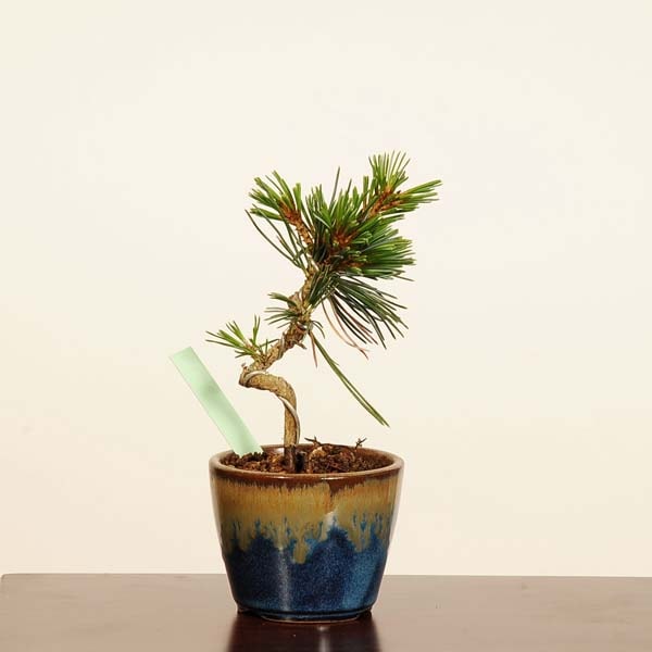 盆栽：五葉松(那須五葉与一)* 現品 一点物 ごようまつ