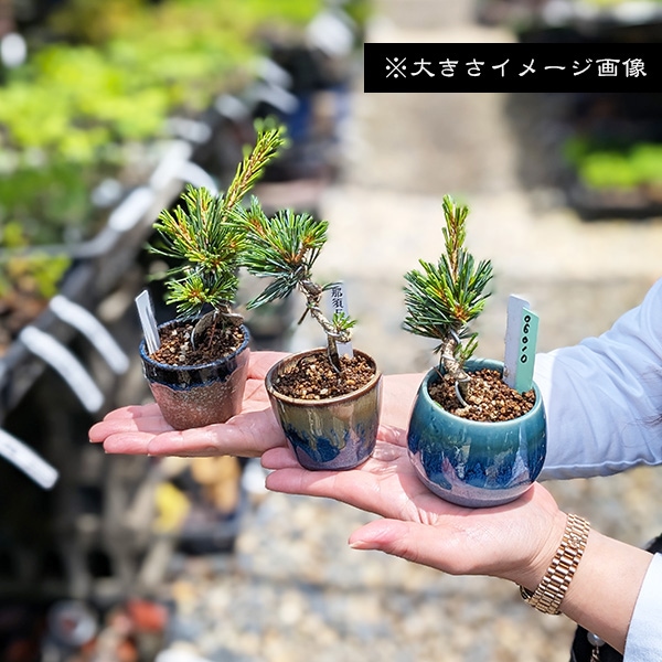 盆栽：五葉松(那須五葉与一)* 現品 一点物 ごようまつ ゴヨウマツ
