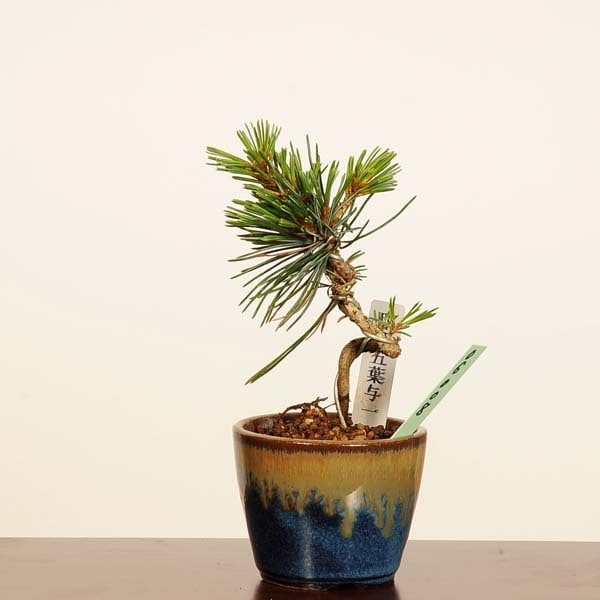 盆栽：五葉松(那須五葉与一)* 現品 一点物 ごようまつ