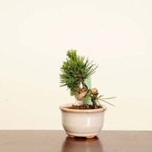 ߺϡվ()* ʪ褦ޤġ襦ޥġGoyoumatsu bonsai ߥߺ