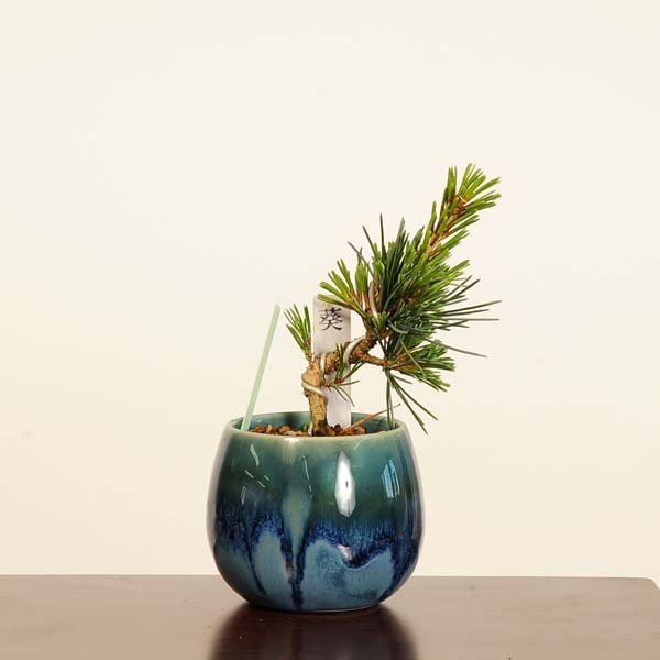 �ߺϡ����վ�(��)*������ ����ʪ�����褦�ޤġ����襦�ޥġ�Goyoumatsu bonsai �ߥ��ߺ�