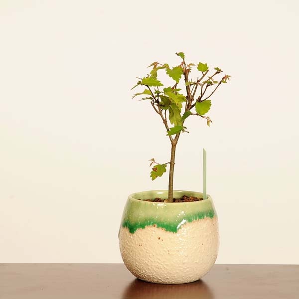 �ߺϡ�ݰ(���䤭)*���� ����ʪ ���䥭 Zelkova serrata��Keyaki bonsai �ߥ��ߺ�