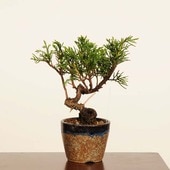 ߺϡ *  ʪ Ѥѥ Sabina chinesisShinpaku bonsai ߥߺ