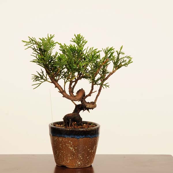 盆栽：糸魚川真柏 *現品 一点物 しんぱく シンパク Sabina chinesis