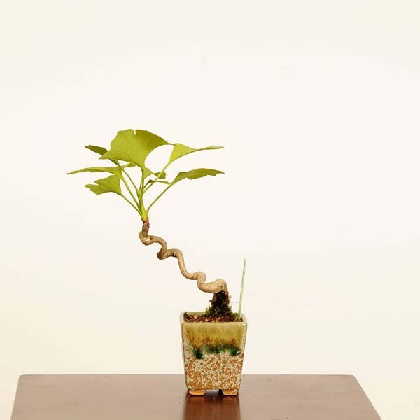 �ߺϡ����(�����祦)*���� ����ʪ �����礦 Icho bonsai  �ߥ��ߺ�